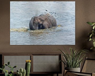 Zwemmende olifant van Angelika Stern
