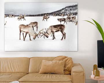 Kudde Rendieren In Noors - Lapland van Henrike Schenk