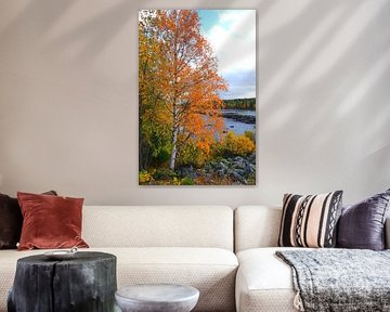 Birch on the Shore in Sweden's Wilderness