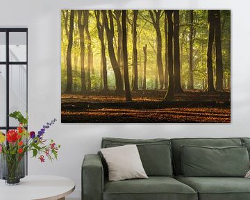 Lichtstralen Veluwe beuken bos van Rick Kloekke