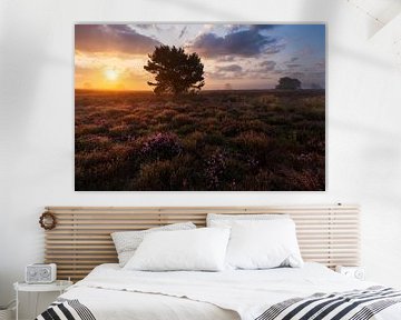 Bloeiende heide zonsopkomst