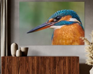 Kingfisher