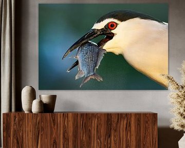 Black-crowned Night Heron (Nycticorax nycticorax) by Beschermingswerk voor aan uw muur