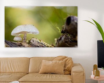 Twee kleine witte paddenstoeltjes, de kleinste onder moeders paraplu van Hans de Waay