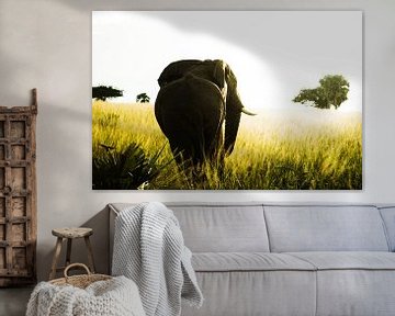 African Elephant and Sunset. van linda ter Braak