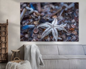 Étoile de mer sur la plage de Scheveningen sur Remco-Daniël Gielen Photography