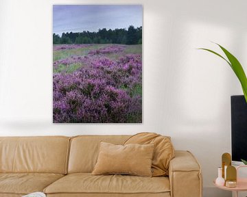 Flowering heather by Inez VAN DE WEYER