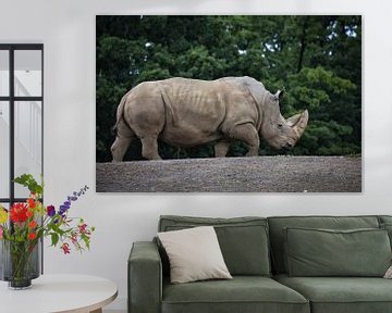 Rhino by Joel Layaa-Laulhé