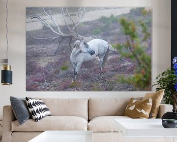 mooi paard tussen roze heide en oude boom in de zomer van Olha Rohulya