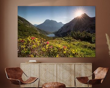 purple rhododendron blooming in the mountains at the summer sunrise