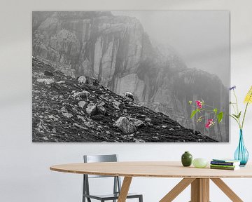 moutons paissant dans les montagnes, Autriche
