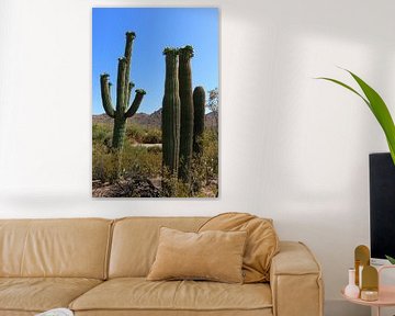 Het opleggen van Saguaro Cactussen van Christiane Schulze