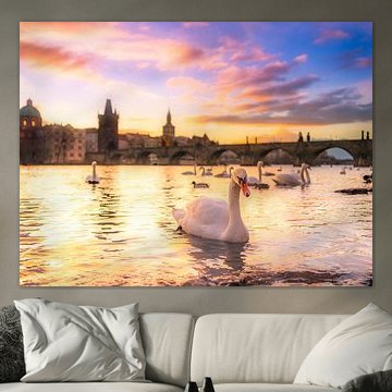Swans at sunrise