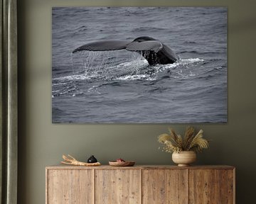 Bultrug walvis van Marvelli