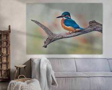 Kingfisher by Kingfisher.photo - Corné van Oosterhout