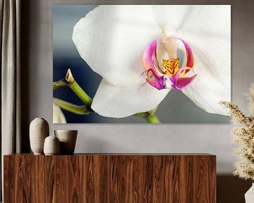 De orchidee van Angelique van Kreij