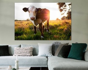 Koeien - Hereford kalf tijdens de zonsondergang van Jaleesa Koelen