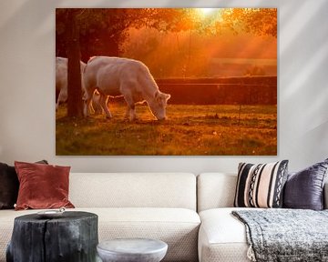 Witte koeien bij zonsondergang van Hans van der Steen