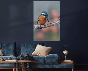 Kingfisher - Concentration by Kingfisher.photo - Corné van Oosterhout