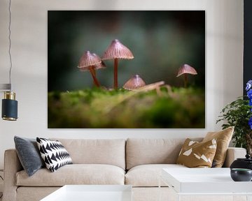 Mushrooms in the forest by Maikel Brands