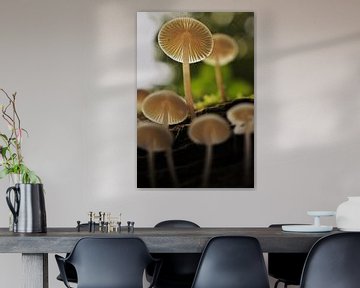 paddenstoel van onder! van Marvin Van Haasen