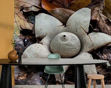 Der Halsband-Erdstern - Geastrum-Sperrholz