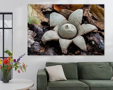The Collared Earth Star - Geastrum plywood