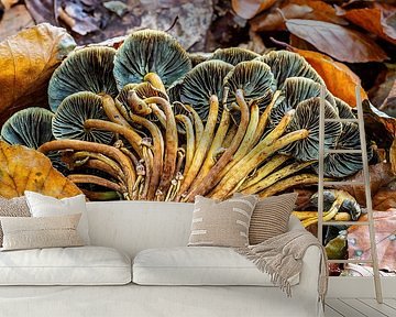 Das heruntergeblasene Pilzbündel...