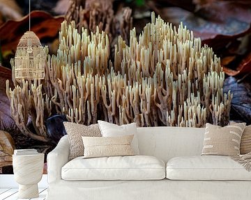 Der reine Korallenpilz - Ramaria stricta