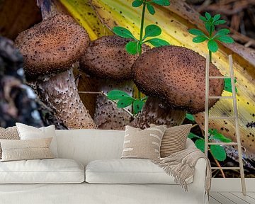 Der dunkle Honigpilz - Armillaria ostoyae