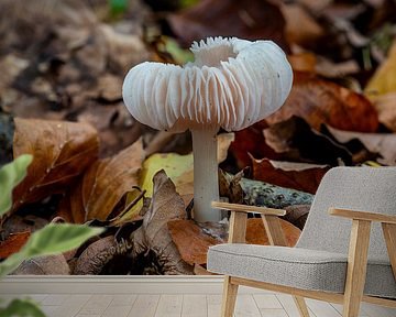 Beruhigender weißer Fliegenpilz