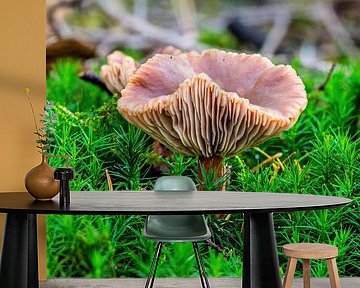 Der Lebermilchschwarm - Lactarius hepaticus