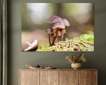 Photo d'automne dans la forêt, avec des champignons sur KB Design & Photography (Karen Brouwer)