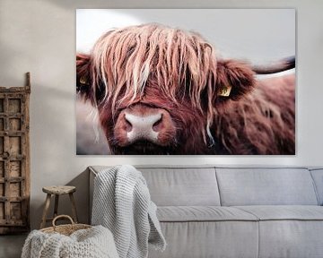 Portret van een stoere Schotse Hooglander koe rund stier van KB Design & Photography (Karen Brouwer)
