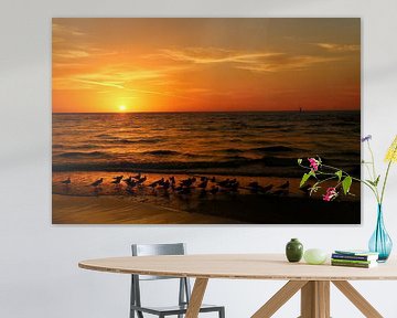 Gulls Gather On The Beach At Sunset - Gulls meet at sunset on the beach by Christiane Schulze