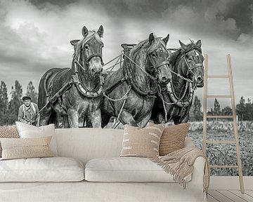 Draught horses, black and white by Lisette van Peenen