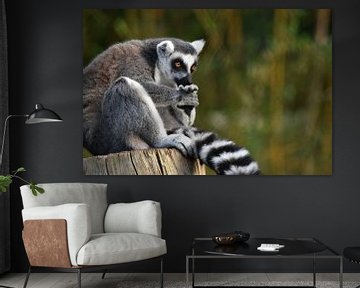 Favoriete dieren: Ringstaartmaki  (Lemur catta) van RKoolspics