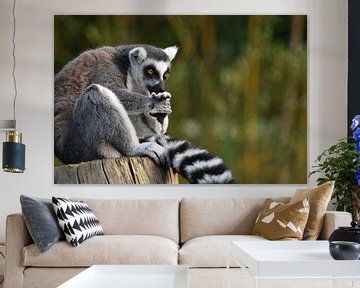 Favoriete dieren: Ringstaartmaki  (Lemur catta) van Rini Kools