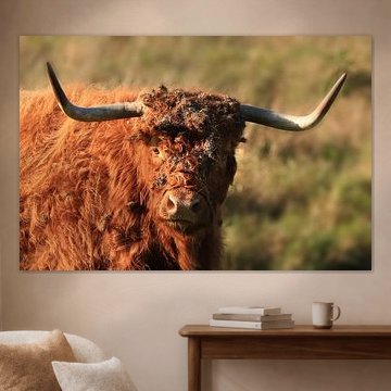 Schottische Highlander-Kuh