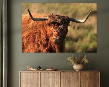 Schotse hooglander Koe van Fotografie Sybrandy