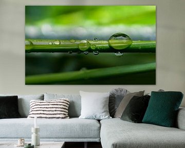 Waterdruppel op een grasspriet van Peter Heeling