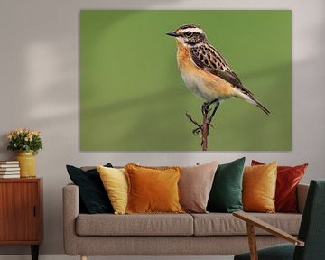 Adult Whinchat by Beschermingswerk voor aan uw muur