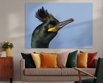 Cormoran huppé (Phalacrocorax aristotelis aristotelis) sur Beschermingswerk voor aan uw muur