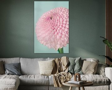 Close up Dahlia in pastel shades by Natascha Teubl