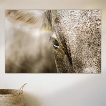 Ganz Nah von LieblingsKuhbilder.de