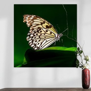 Papier-Schmetterling (Idee leuconoe)