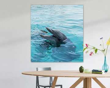 dolfijn vangt een vis van ChrisWillemsen
