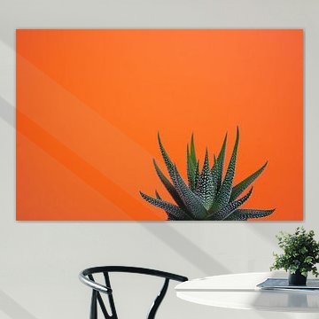 Fat plant against an orange background