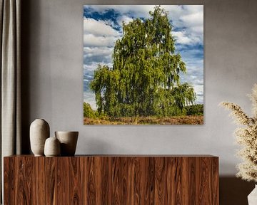 Majestic Birch