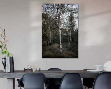 Birken im Herbst von Patrick Rosenthal